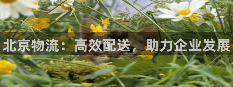 加拿大28圈是什么