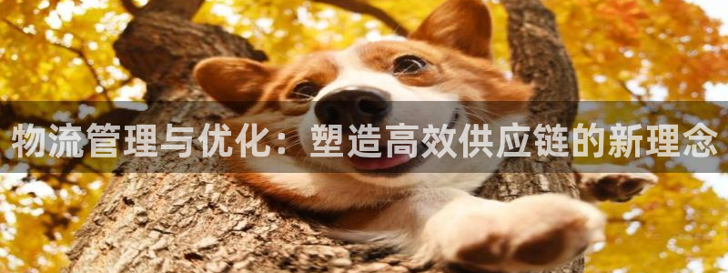 28圈怎么注册游戏名字:物流管理与优