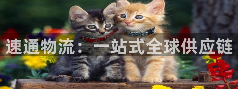 28圈违法吗：速通物流：一站式全球供