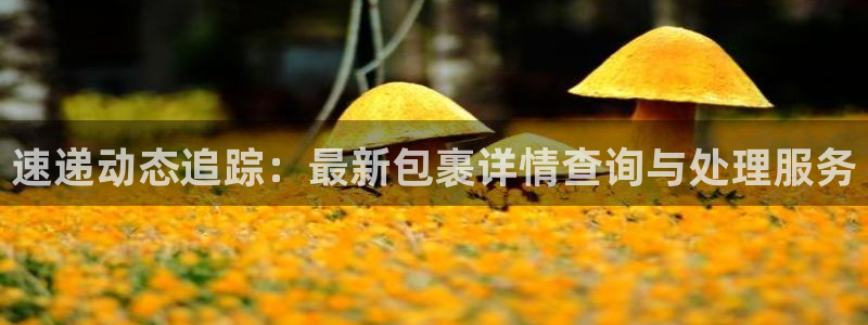 28圈注册与教程：速递动态追踪：最新包裹详情查询与处理服务