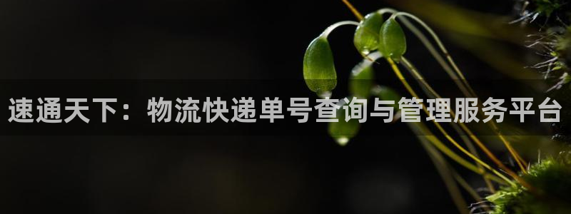 28圈是啥：速通天下：物流快递单号查询与管理服务平台
