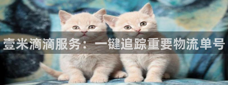 28圈链官网：壹米滴滴服务：一键追踪重要物流单号